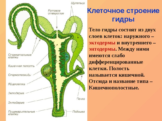 Почему в кракене пользователь не найден